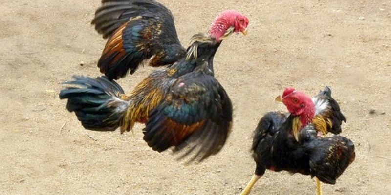 Điểm Danh Những Vảy Gà Quý Hiếm Của Các Kê Sư OK365